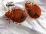 Dos chinches de cama marrones y ovaladas, con rayas oscuras, sobre una superficie blanca. Aprende cómo eliminar chinches.