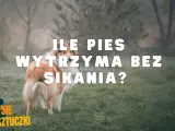 Pies rasy collie na trawie, z napisem "ILE PIES WYTRZYMA BEZ SIKANIA?".