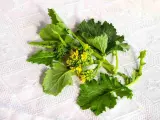 Un mazzo di friarielli freschi, con foglie verdi e piccoli fiori gialli, pronto per essere cucinato. Il periodo friarielli è un momento di gusto.
