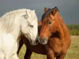 Deux chevaux, un blanc et un bai, se rapprochent tendrement dans un pré.