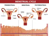Cykl menstruacyjny: faza lutealna objawy. Pokazuje macicę, jajniki i zmiany w endometrium, związane z hormonami.