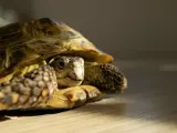 Żółw lądowy, zastanawiający się, ile żyją żółwie, z pancerzem w odcieniach brązu i żółci.