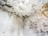Coin d'une pièce avec moisissures noires et jaunâtres sur le plafond et les murs. Le taux d'humidité de la maison est de 70%, favorisant cette prolifération.