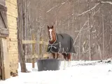 Un cheval qui transpire au repos en hiver, couvert d'une couverture, se tient près d'un abreuvoir dans la neige.