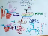 Dziecięcy autorski program nauczania przykład: schemat ciała człowieka z organami, układami i ich funkcjami.