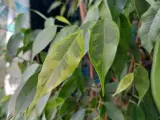 Liście fikusa Benjamina z variegacją. Dowiedz się, jak dbać o ten piękny domowy kwiat, by cieszył oko.
