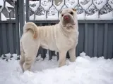 Jasny shar pei długowłosy stoi w śniegu przed metalową bramą.