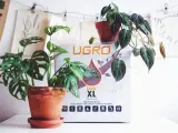 Två krukväxter, en Monstera Adansonii och en Philodendron, står framför en påse med kokosfiber jord.
