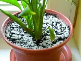 Biały nalot, czyli pleśń w doniczce, pokrywa ziemię wokół zielonych liści rośliny.