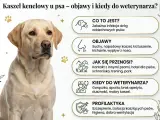 Labrador z objawami kaszlu kenelowego u psa: suchy kaszel, kichanie, gorączka. Informacje o przyczynach, objawach i profilaktyce.