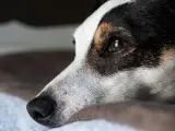 Smutny jack russell długowłosy leży, patrząc w dal.