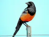 Pájaro urraca de plumaje negro y naranja brillante, posado sobre un poste contra un cielo azul claro.