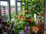 Un rigoglioso orto in terrazzo con pomodorini maturi e verdi, basilico viola e un piccolo albero di agrumi.
