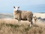 Une brebis à la toison épaisse se tient dans un champ d'herbes sèches. Sa laine merinos, c'est quoi ? Une fibre douce et chaude, idéale pour les vêtements.
