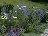 En vacker rabatt med vita solhattar och lila lavendel, perfekt för att plantera blommor. En stenlagd gång leder förbi.