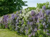 En lång häck av uppstammad syren i lila och vita nyanser blommar frodigt mot en grönskande bakgrund.