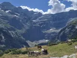 Krowy pasące się na zielonym zboczu w majestatycznym Cirque de Gavarnie. W tle widać potężne góry i wodospad.