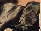 Czarny pies rasy Cane Corso, jeden z włoskich ras psów, odpoczywa w słońcu.