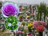 Kolorowe, żywe kwiaty na cmentarz, wśród nagrobków i zniczy, tworzą jesienny, zadumany krajobraz.