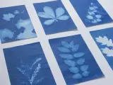 Seis cianotipias caseras muestran la belleza de hojas y ramas en tonos azules y blancos, creando un jardín botánico de sombras.