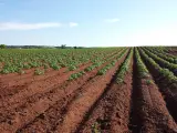 Vasto campo di patate in file ordinate su terreno rossastro. Il terreno fertile suggerisce il miglior concime per patate per una crescita rigogliosa.
