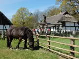Czarny koń pasie się na łące przed chatą. W tle ludzie oglądają pokaz, jakby na czarne wesele kluki.