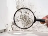Lupe enthüllt dunklen schimmel in der wohnung an einer weißen wand.