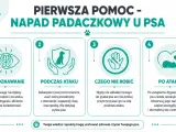 Pierwsza pomoc przy atakach padaczki u psa: rozpoznawanie, postępowanie podczas i po ataku, czego nie robić. Twoja wiedza ratuje życie.