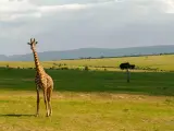 Żyrafa na tle zielonych wzgórz Kenii. Niezapomniane wrażenia z safari w Nairobi.