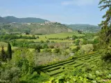 Un labirinto verdeggiante si apre su dolci colline e borghi arroccati nei Monti Sabini, un paesaggio idilliaco sotto un cielo azzurro.
