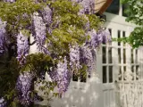 Cascada de glicina morada adorna una casa blanca. La glicina planta propiedades medicinales y decorativas.