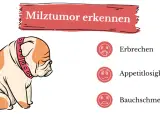Smutny buldog z obrożą, obok ikony symbolizujące wymioty, brak apetytu i ból brzucha – objawy nowotworu śledziony.