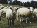 Eine Herde Schafe auf einer grünen Wiese. Ein Schaf blickt direkt in die Kamera, seine Ohren mit gelben Ohrmarken sind sichtbar. Die Tiere sind mulesing free.