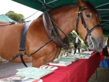 Un majestueux cheval de trait, harnaché, se tient près d'une table couverte de brochures.