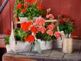 Piękne pelargonie w skrzynce, obok narzędzia ogrodnicze. Brak oznak chorób pelargonii, tylko zdrowy, bujny wzrost.