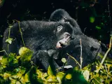 Górale górscy, z czego słynie Uganda, w gęstwinie zieleni.