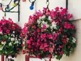 Bunte Begonien schmücken den Balkon. Hängende Körbe voller roter, pinker und weißer Blüten leuchten vor der Hauswand.