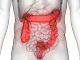 Anatomia jelita grubego podświetlona na czerwono na tle przezroczystego ciała ludzkiego.