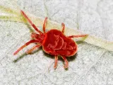 Un piccolo ragnetto rosso, con il corpo peloso, si muove su una foglia di piante.