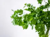 Pęczek świeżej kolendry, aromatycznej przyprawy, w szklanym naczyniu na jasnym tle.