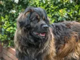Duży brązowy pies rasy leonberger z gęstą, puszystą sierścią, patrzący w bok na tle zieleni.