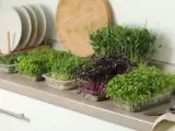 Frische Ernte: Verschiedene Sorten Microgreens anbauen, von zartgrün bis dunkelrot, bereit für die Küche.
