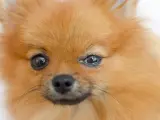 Pomeranian z zapaleniem spojówek u psa, widoczne zaczerwienienie i wydzielina w kąciku oka.