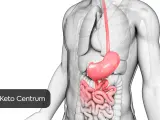 Anatomia układu pokarmowego. Szukaj przepisów na dietę przy chorym woreczku żółciowym w Keto Centrum.