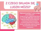 Ilustracja przedstawia schemat ludzkich części mózgu z etykietami, wyjaśniając jego budowę i pojemność pamięci.