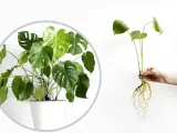 Monstera w doniczce i jej ukorzeniona sadzonka, gotowa do posadzenia. Dowiedz się, jak rozsadzić monsterę.