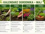 Maj to idealny czas, by siać warzywa liściaste, zioła i kwiaty. Kalendarz ogrodnika podpowiada, co siać w maju, by cieszyć się obfitymi plonami.