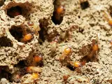 Un grupo de larvas de termitas se mueve por túneles de tierra.