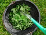 Wiadro pełne pokrzyw, do którego leje się woda. Powstaje naturalny nawóz z pokrzyw dla roślin.