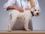 Weterynarz bada białego psa. Rozważana jest kastracja chemiczna jako alternatywa dla tradycyjnej.